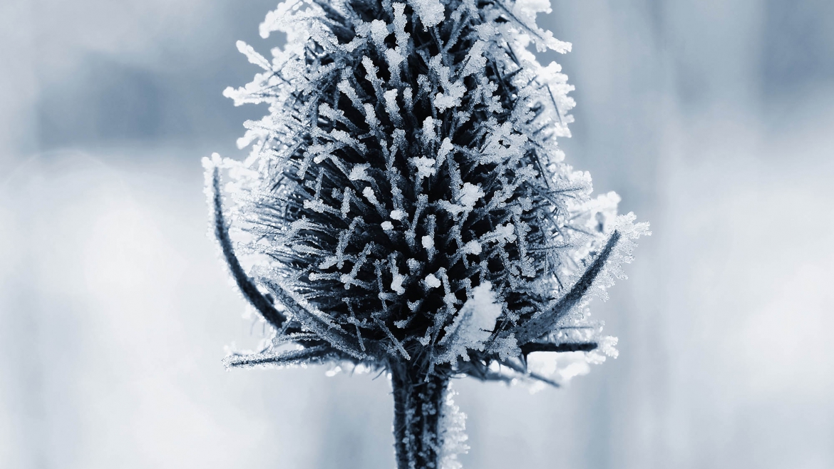 As plantas exigem cuidados especiais no inverno
